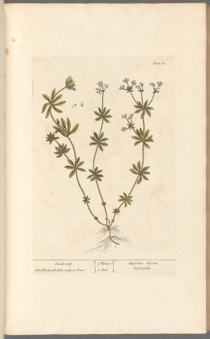 Antique Botanical Collection | Art Prints | Set of 12