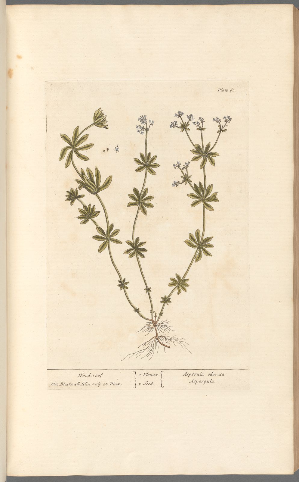 Antique Botanicals | Wood Roof