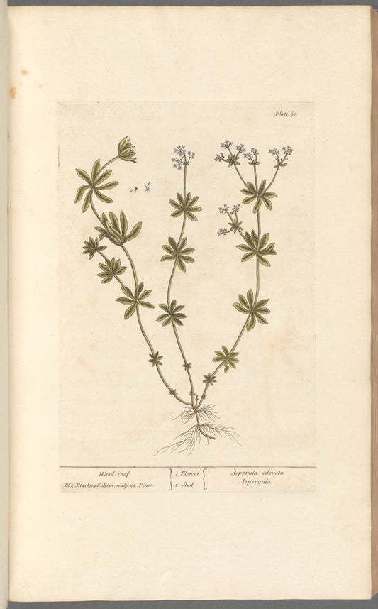 Antique Botanicals | Wood Roof