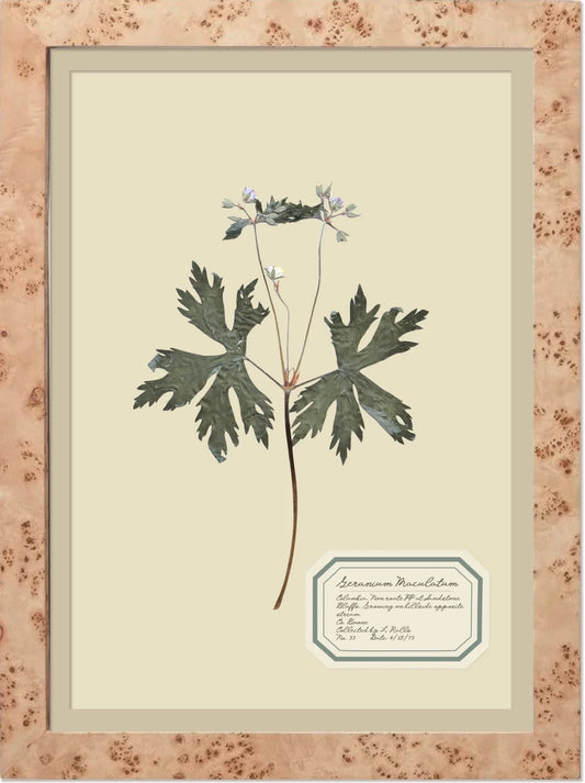 Montecito Frames