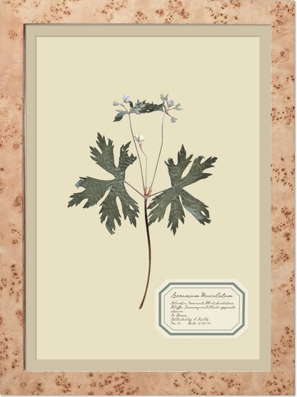 Aunt Lisa's Herbarium 4