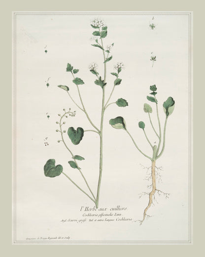 French Botanicals with Soft Border | l'Herbe Aux Cuilliers