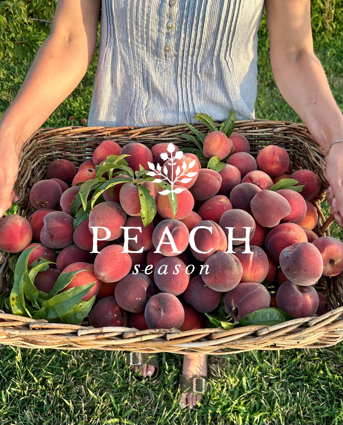 Peaches Pre-Order for Lexington Pickup
