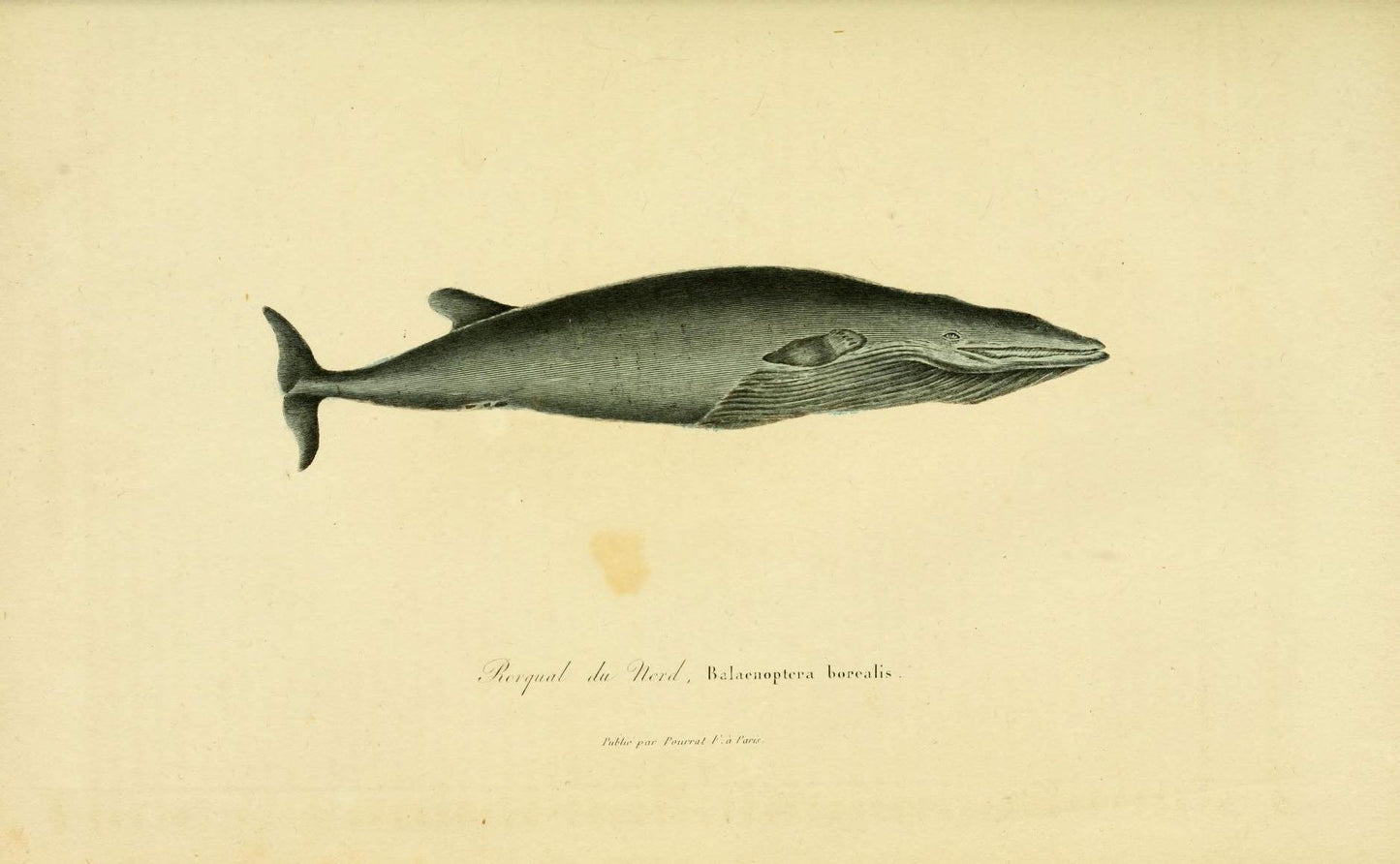Borealis Whale - Print