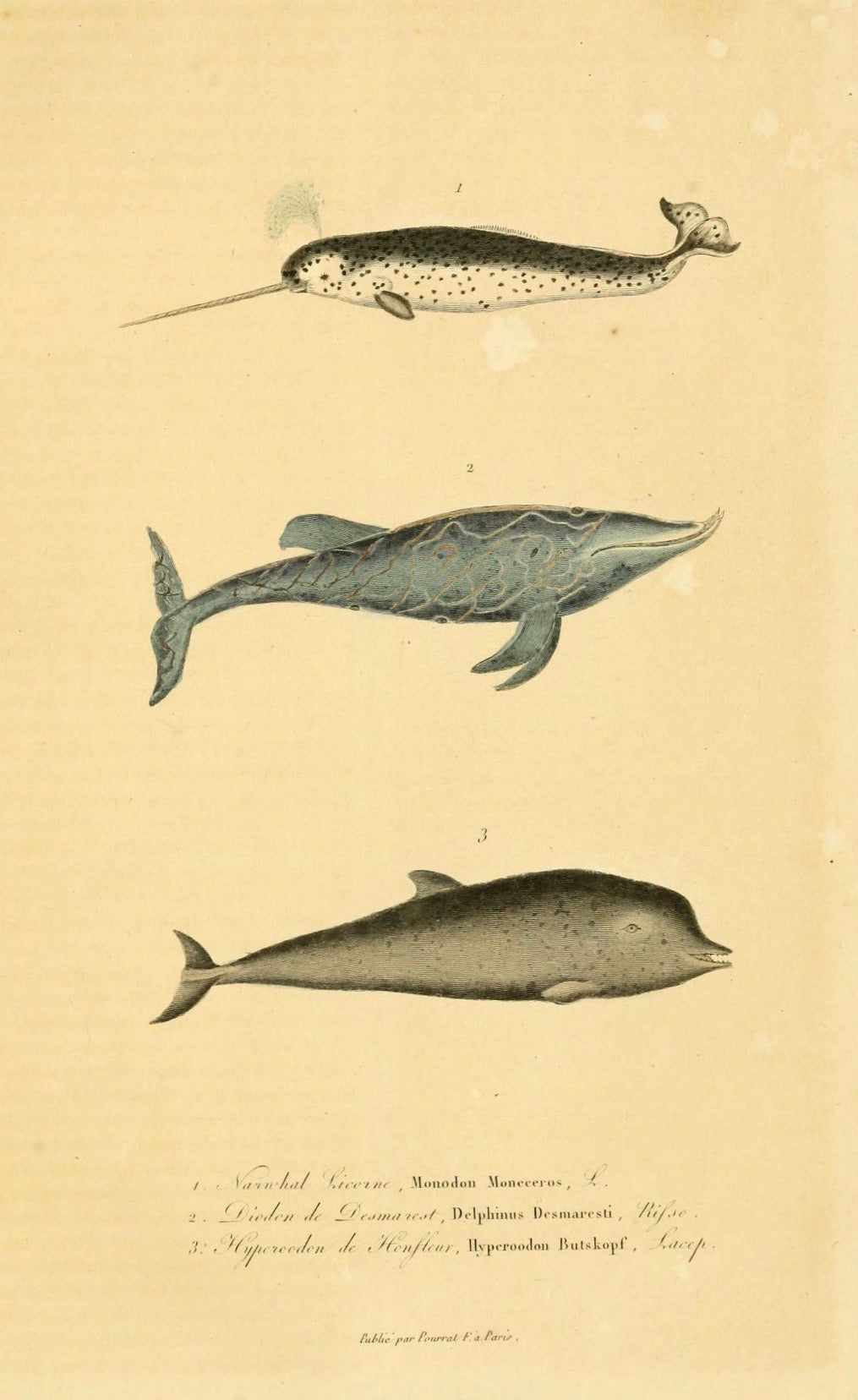 Norwhals - Print