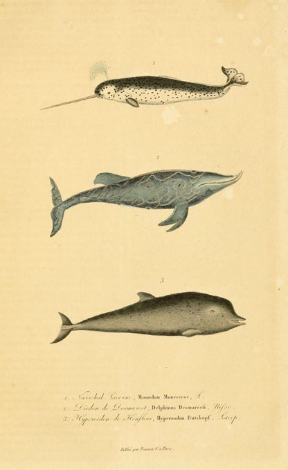 Norwhals - Print